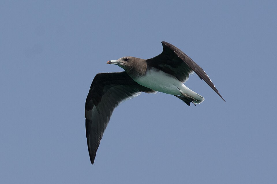 File:Hemprichmöwe im Flug.jpg